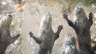 Splashing Around with the Asian Small-Clawed Otters