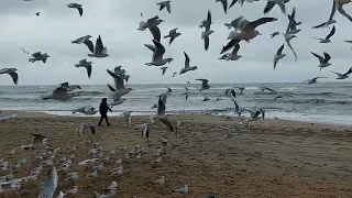 На пляже голодные чайки, чуть не стали саму кормилицу