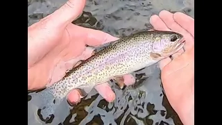 Fly Fishing the Headwaters of the American River