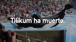 #Tilikum ha muerto