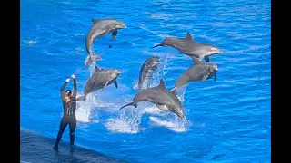 Oceanografic Valencia: Dolphin show