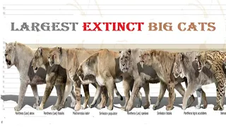 Top 10 Most Dangerous Prehistoric Big Cats - Top 10 Extinct Big Cat
