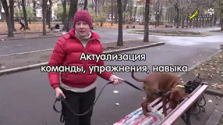 Актуализация команды, упражнения, навыка, венгерская выжла, трюки