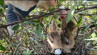 The Father Bird  Has not yet Arrived at The Nest, So The Chicks Compete Snatch Out Food