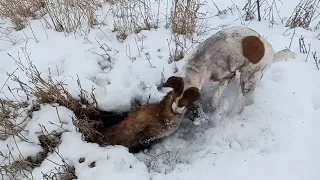 Фокстерьер Люська. Охота на норе. Норные собаки.