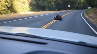 bear hit by car in california