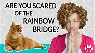 Are Pets Afraid to Die | Rainbow Bridge and Animal Crossing