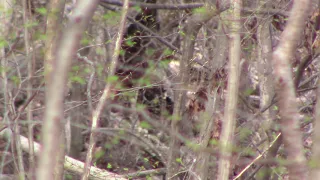 Bigfoot Leaning In A Hut   4/4/19