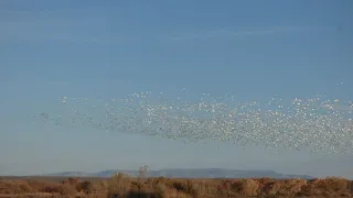 Snow Geese at Bosque del Apache