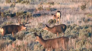 Rutting Mule Deer Bucks  -  Utah -  2013