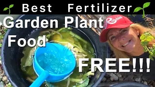 How to Make FREE Plant Food & Grow Tons of Vegetables Totes & Pot Plants Easy Compost Tea Raised Bed