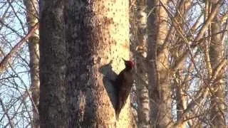 Palokärki laulaa kauniisti. Black Woodpecker