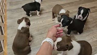 Venmo's 4 week old Boston Terrier Puppies getting really vocal when we talk.