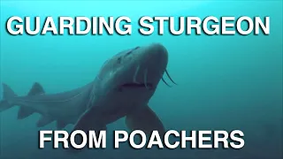 Sturgeon Guarding - Great Lakes Now - Episode 1027 - Segment 3