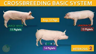 Large White or Yorkshire vs Landrace: Best pigs breeds to crossbreed #pigbreeds #crossbreeding