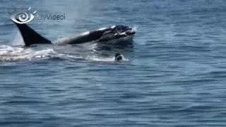 Orcas Salvaje en Tenerife