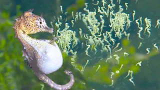 This is How These 15 Fish Lay Eggs
