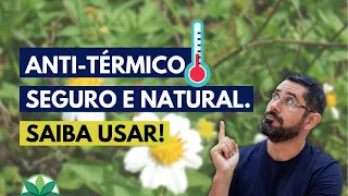 Conheça o remédio natural contra febre e dores que nasce na calçada