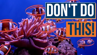 The Cycle Is FINALLY Done on Your Saltwater Aquarium... What’s Next, and Mistakes to Avoid! Ep: 23