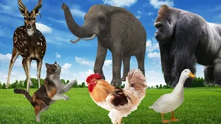 Soothing Animal Sounds In Peaceful: Duck, Fox, Chick, Buffalo, Rooster, Cat | Animal Moments