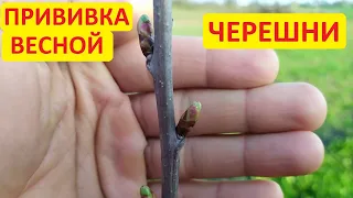 Весенняя прививка черешни. Результат прививки через 3 недели