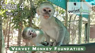 Follow orphan baby monkeys Isa-Maria & Helea through their integration, will Floki find a home?