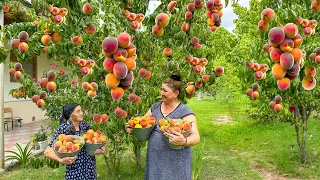 We Picked Big Juicy Peaches | We Prepared Jam and Different Recipes