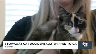 Stowaway cat accidentally shipped to CA