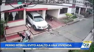 Perro pitbull sacó corriendo a delincuentes que pretendían robar casa en Los Álamos - Sep 11 2017