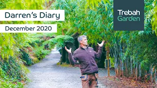 December 2020 | BAMBOO Special | Darren's Diary | Head Gardener At Trebah