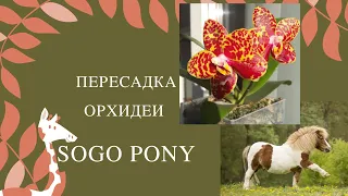 Пересадка орхидеи Sogo Pony через полгода после получения.