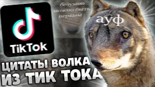 ЦИТАТЫ С ВОЛКАМИ ИЗ ТИК ТОКА #1 I ПОДБОРКА МЕМОВ