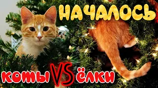 Коты против ёлки🐱 Подборка новогодних котов🎄 Началось😂