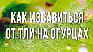 Тля на огурцах. Лучшие средства от тли. Способы борьбы с тлей.