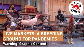 #TheySufferWeSuffer🦠🐾: The reality in live animal markets | FOUR PAWS | www.four-paws.org