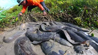 amazing fishing! a fisherman catch a lots of catfish in mud under grass by technique hand