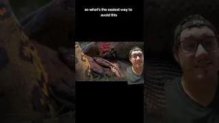 Anacondas can go a LONG TIME without eating