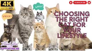 Choosing the Right Cat for Your Lifestyle