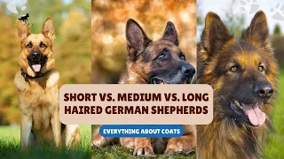 Short vs. Medium vs. Long Haired German Shepherds🐕 | All About Coats & Markings | Dog Breeds