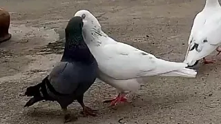 Pura valarpu#18 Pigeons kissing and mating