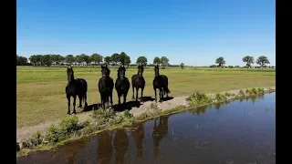 Horses and a drone... The horses thought it was a bit exciting | Friesian Horses