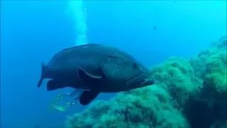 Offshore Scuba Diving Azores Ponta Delgada Best Spot