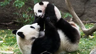 A Mother Pandas Love - Panda Documentary
