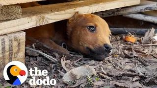 Stray Puppy Leads Rescuers To Her Secret Hideout | The Dodo