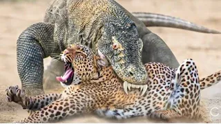 Kiralia fight 30 stupid Dogs face' Komodo Dragon and Receive bitter End Animals fight 🐅🦂🦒