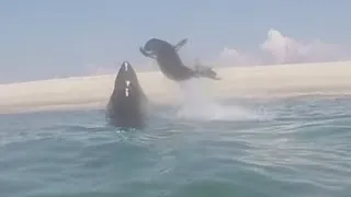 Great White Shark tries to eat a seal