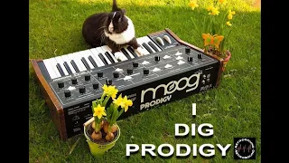 Best of Moog Prodigy Synthesizer