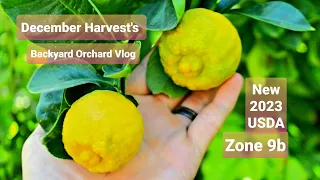 Organic Orchard Tour - The Importance Of Chill Hours When Growing Fruit Trees - December 2023 Vlog