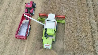 The Rapeseed Harvest August 2020