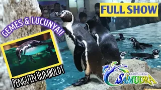 FULL SHOW!! Gemes & Lucunya Pertunjukan Pinguin Humboldt di Ocean Dream Samudra ANCOL